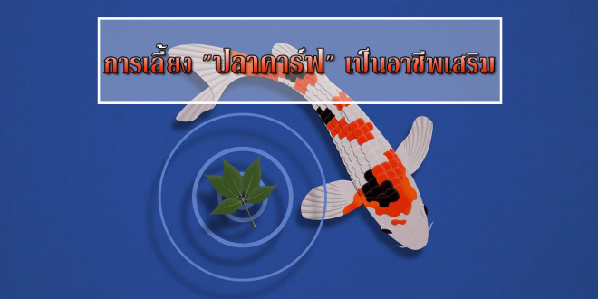 เงินไหลเวียนดีด้วยการเลี้ยงปลาคาร์ฟเป็นอาชีพเสริม