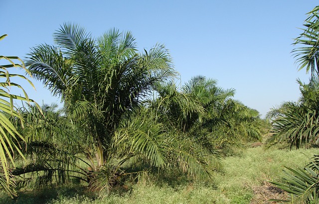 oil-palm-287878_640